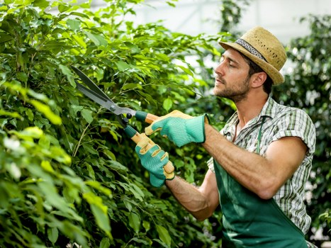 A man wearing a straw hat, plaid shirt, and gardening gloves is trimming a dense green hedge in a well-maintained outdoor garden space. The hedge consists of lush, leafy branches with varying shades of green, creating a natural boundary along the garden. The foreground shows a neatly mown grassy lawn with a rich, dense texture, contrasting with the darker soil at the base of the hedge. In the background, there are tall trees and additional garden plants that contribute to a tranquil, landscaped environment typical of outdoor residential gardens in Walthamstow. The scene appears to be during daylight with clear weather, offering bright, natural lighting that highlights the vibrant greenery and the gardener's focused activity. This setting reflects professional garden maintenance, aligning with services provided by Gardening Services Walthamstow for local outdoor spaces, ensuring tidy and attractive garden surrounds.